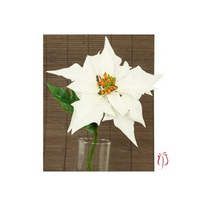 Vánoční růže, poinsécie , barva bílá UKK-045