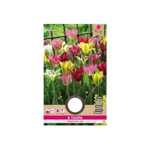 Tulipán zelenokvětý SMĚS 8ks