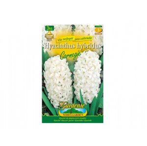 Hyacint zahradní CARNEGIE 3ks