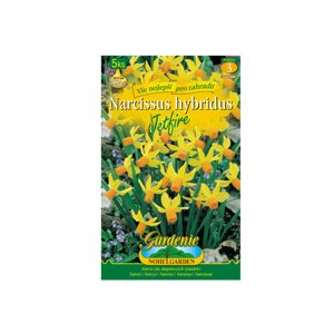 Narcis botanický JETFIRE 5ks