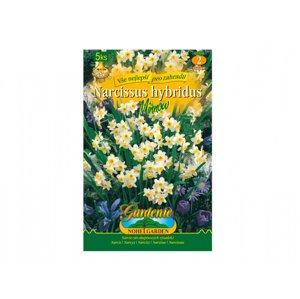 Narcis botanický MINNOW 5ks