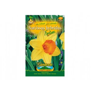 Narcis zahradní, velkokorunný FORTUNE 4ks