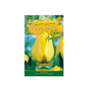 Tulipán, Darwinowy hybridy GOLDEN APELDOORN 5ks