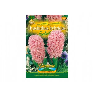 Hyacint zahradní FONDANT 3ks