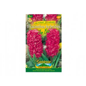 Hyacint zahradní JAN BOS 3ks