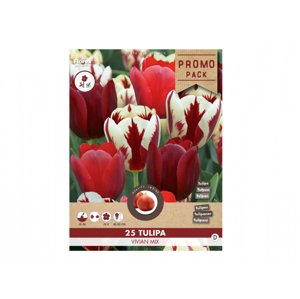 Směs PROMO tulipán triumph VIVIAN MIX 25ks