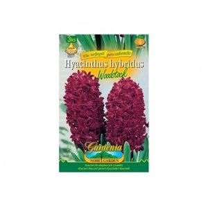 Hyacint zahradní WOODSTOCK 3ks