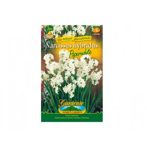 Narcis botanický PAPERWHITE 3ks