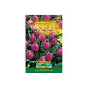 Tulipán botanický LITTLE BEAUTY 5ks