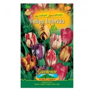Tulipán rembrandt, směs 5ks