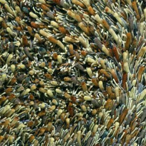Moderní vlněný kusový koberec Spring 59101, béžový Brink & Campman (Varianta: 200 x 300)