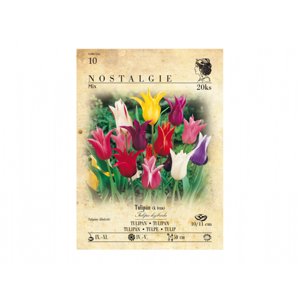 Tulipán liliokvětý, směs 15ks