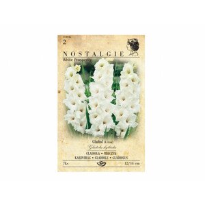 Gladiola velkokvětá WHITE PROSPERITY 7ks