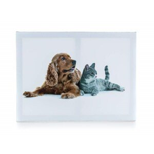 Obraz DOG AND CAT 1, 40 x 30 x 2 cm