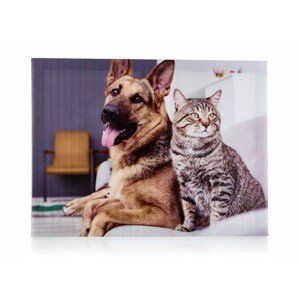 Obraz DOG AND CAT 3, 40 x 30 x 2 cm