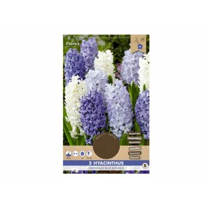 Hyacint zahradní ORIENTALIS BLUE-BLENDED 5ks