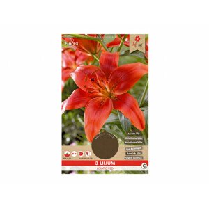 Lilie, asijské hybridy RED 3ks