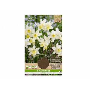 Narcis botanický SAILBOAT 8ks