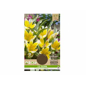 Tulipán botanický DASYSTEMON 12ks