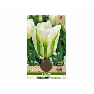 Tulipán zelenokvětý, viridiflora SPRING GREEN 8ks