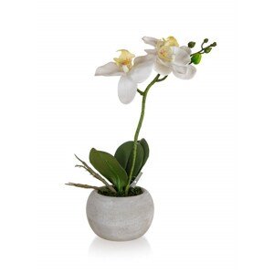Orchidej v papírovém květináči 32 x 23 cm, bílá