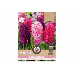 Směs PROMO hyacint zahradní RED DREAM 8ks