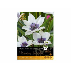 Tulipán botanický ALBA COERULEA OCULATA 5ks