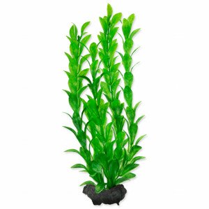 Rostlina TETRA Hygrophila M - Akční nabídka 01.09.-17.09.2023