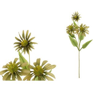 Echinacea, barva zelená. UKK204-GRN