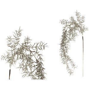 Asparagus převislý, stříbrná barva. NL0071-SIL