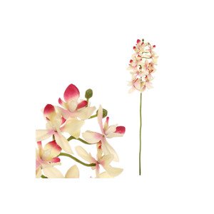 Orchidea drobnokvětá, žluto-růžová barva. UKK313-PINK