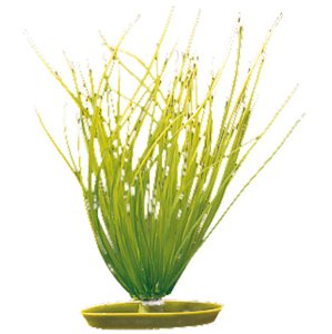 Rostlina MARINA Hairgrass 20 cm