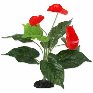 Rostlina REPTI PLANET kvetoucí Anthurium 40 cm - Zákaznícke dni 28.3. – 30.4.2024